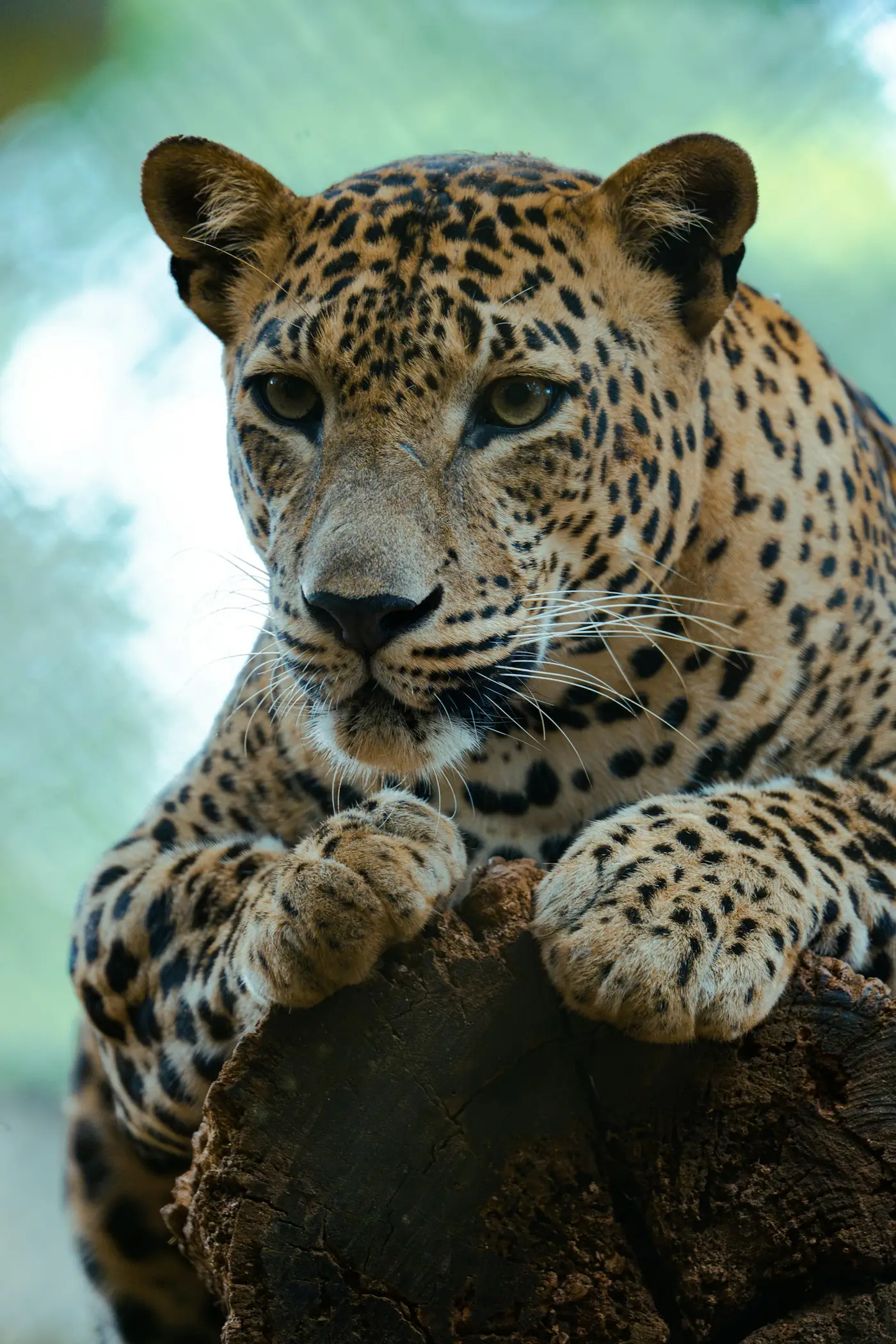 Leopard in Yala National Park, south coast Sri Lanka