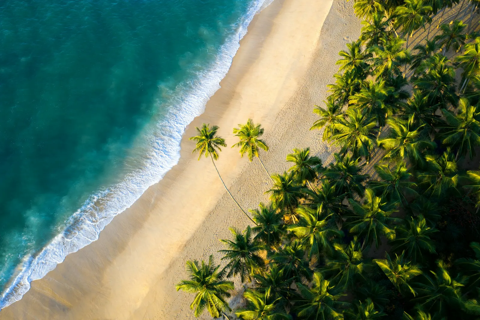 South coast beach in Sri Lanka lined with coconut palms, where Maison Ceylon develops its off-plan villas