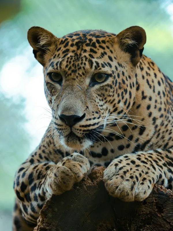 Leopard in Yala National Park, south coast Sri Lanka