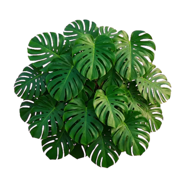 Realistic Monstera Canopy